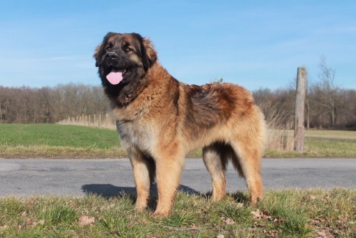 Sexy like a Devil Grande Leonies